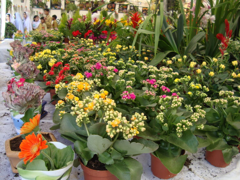 5 Plants That Actually Thrive in Riyadh’s Heat