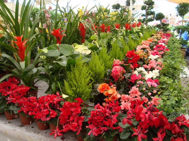 How to Stop Salt Damage to Plants Near the Jeddah Coast