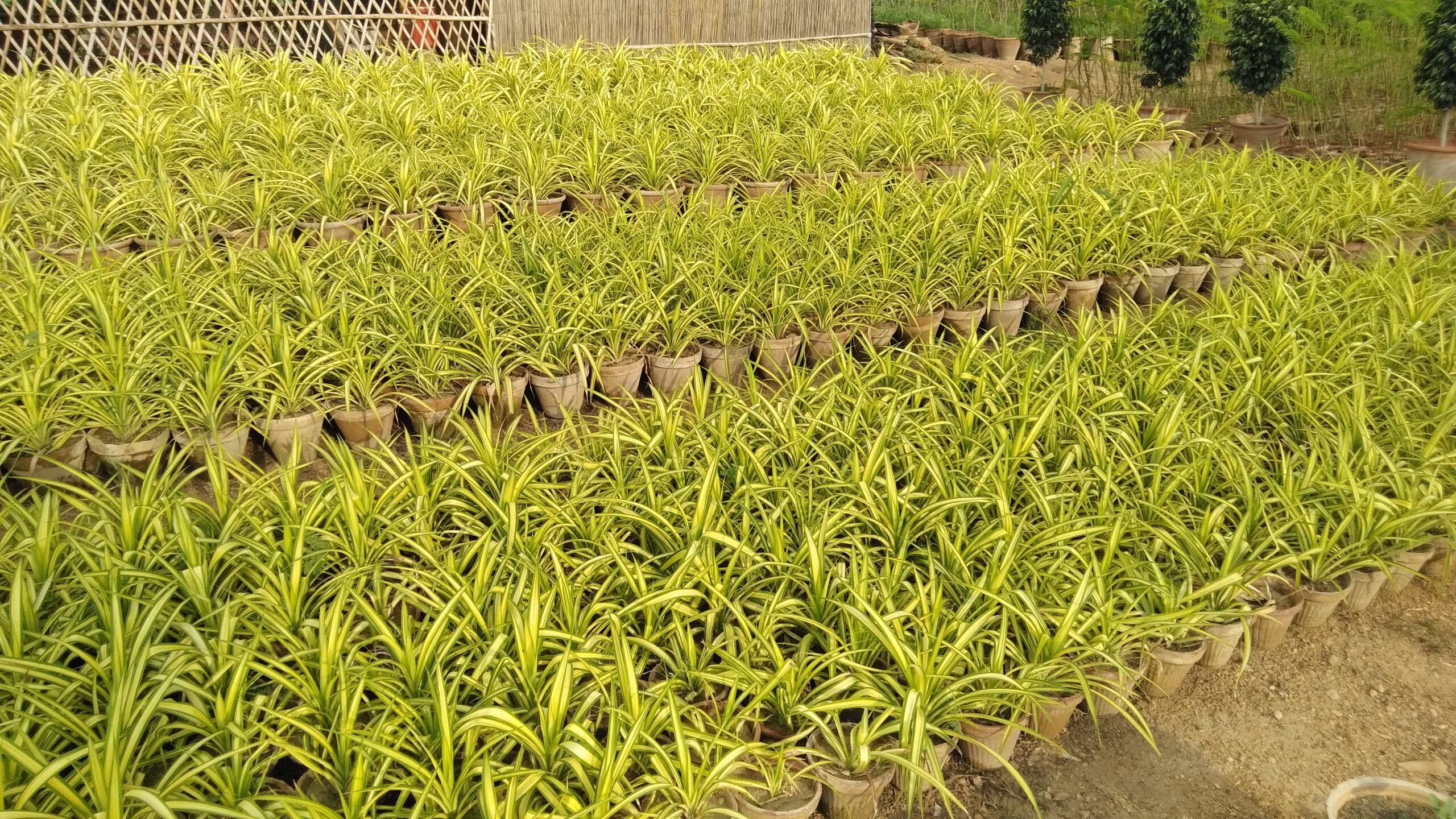 Wholesale Bulk Landscaping Materials Contractor Supply Riyadh