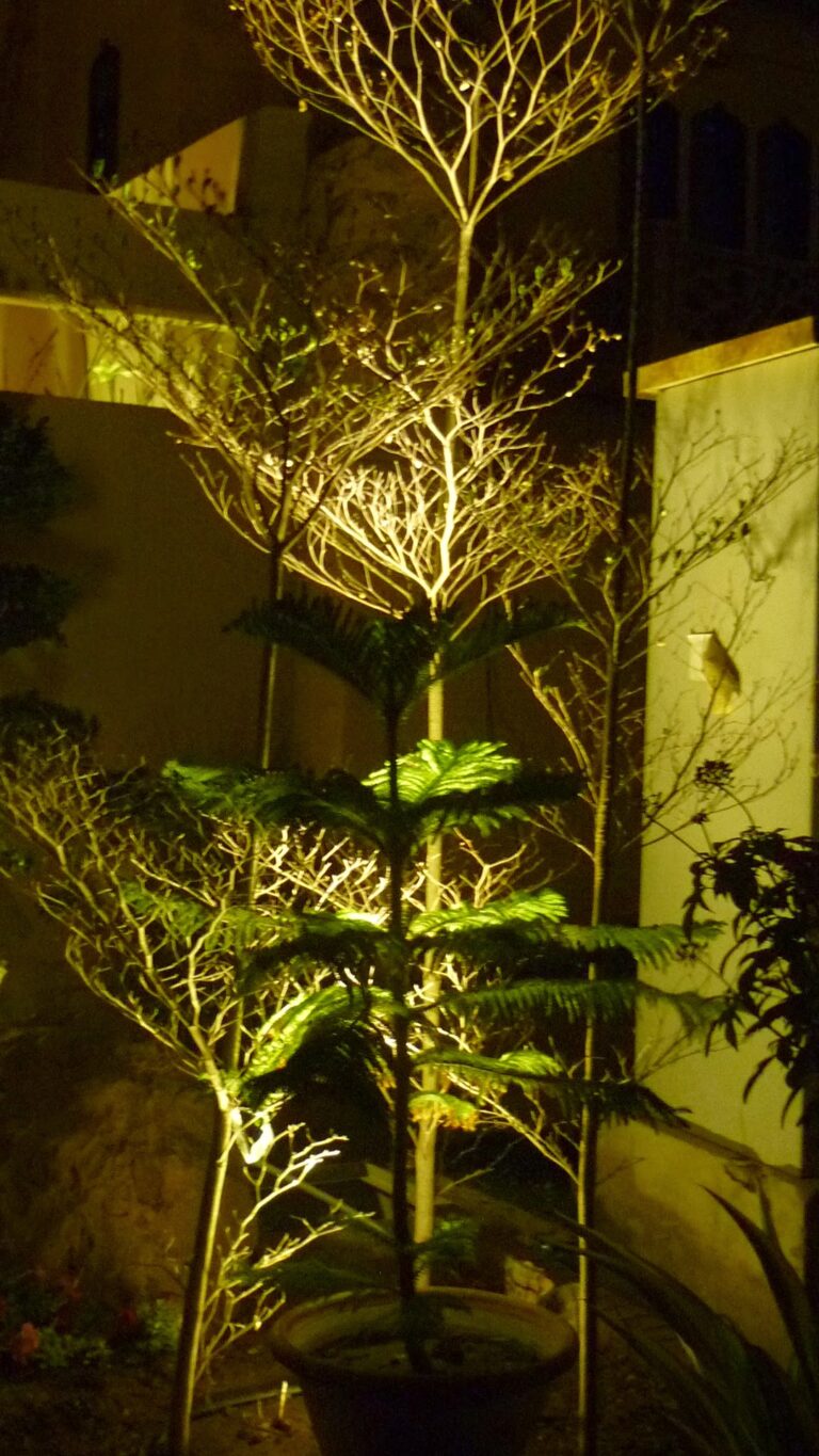 Why Are My Plants Dying Despite Regular Watering in Riyadh?